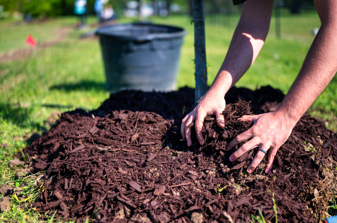 natural nutrient rich lawn fertilizer